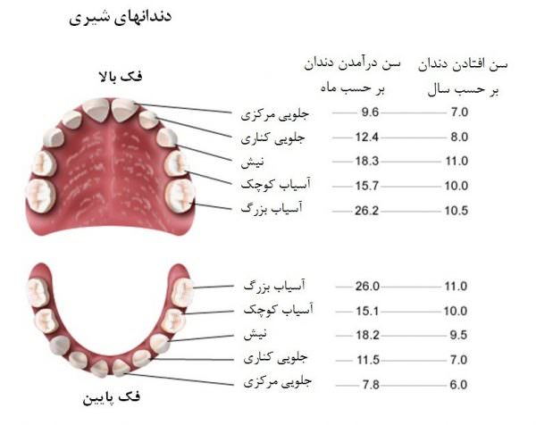 آشنایی با انواع و ساختار دندان