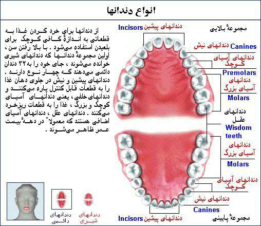 انواع دندان‌ها